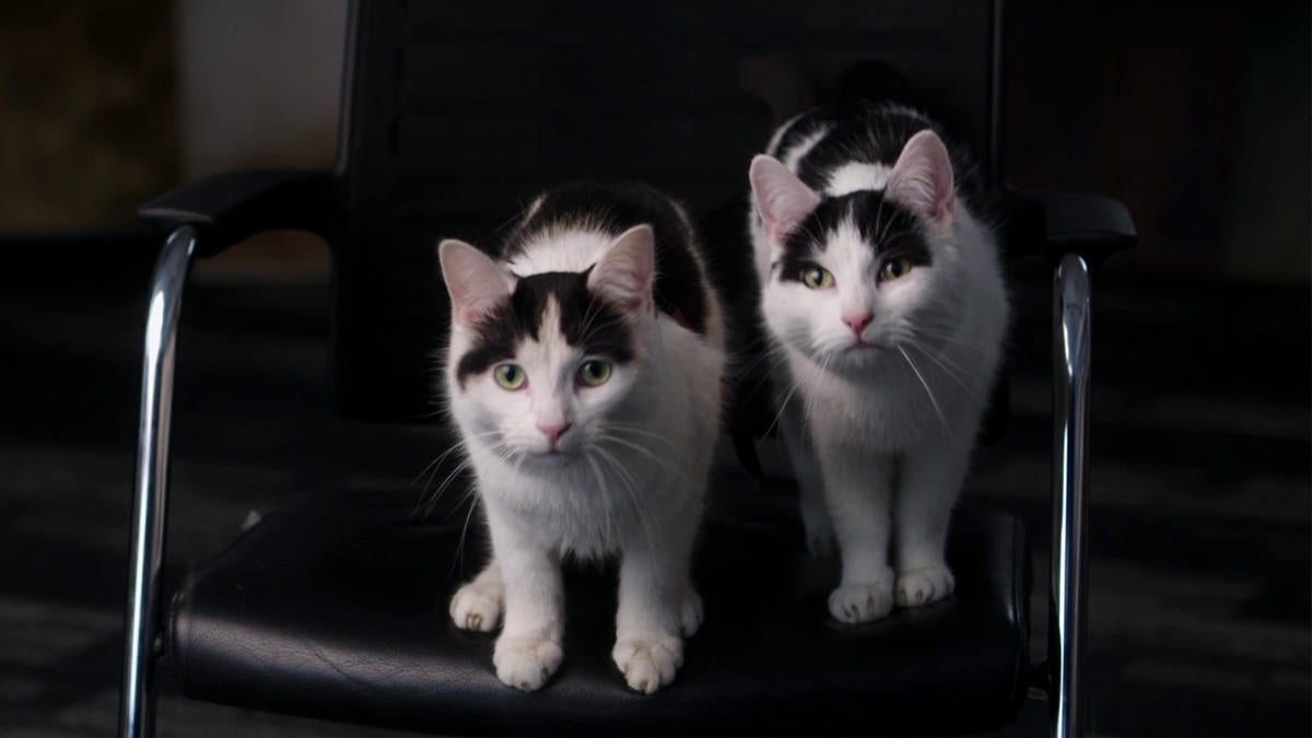 a-quiet-place-cats-nico-schnitzel